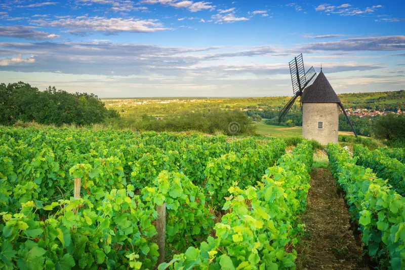 Vineyard